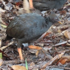 Megapodius reinwardt at Port Douglas, QLD - 11 Aug 2024 10:46 AM