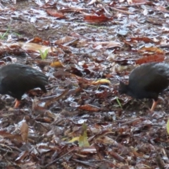 Megapodius reinwardt at Port Douglas, QLD - 11 Aug 2024 10:46 AM