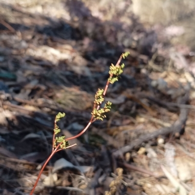 Cheilanthes sieberi subsp. sieberi (Mulga Rock Fern) at Chisholm, ACT - 11 Aug 2024 by PatMASH