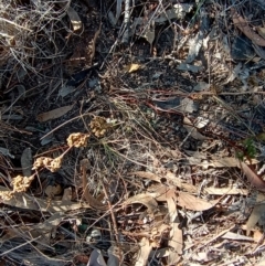 Cheilanthes sieberi subsp. sieberi at Chisholm, ACT - 11 Aug 2024