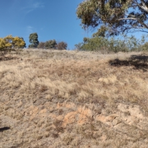 Eragrostis curvula at Chisholm, ACT - 6 Aug 2024 12:01 PM