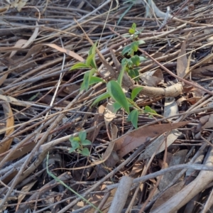 Ligustrum vulgare at Chisholm, ACT - 11 Aug 2024 10:49 AM