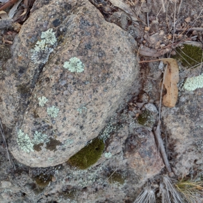 Unidentified Lichen, Moss or other Bryophyte at Chisholm, ACT - 11 Aug 2024 by PatMASH