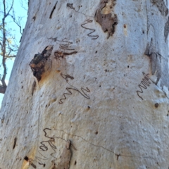 Eucalyptus sp. (A Gum Tree) at Borough, NSW - 11 Aug 2024 by Eli