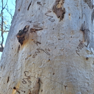 Eucalyptus sp. at Borough, NSW - 11 Aug 2024 01:07 PM