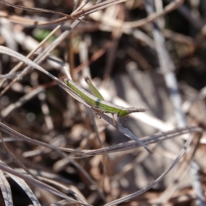 Keyacris scurra at Hall, ACT - 11 Aug 2024 11:04 AM