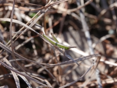 Keyacris scurra (Key's Matchstick Grasshopper) at Hall, ACT - 11 Aug 2024 by Anna123