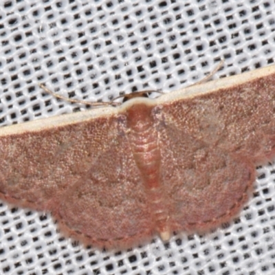 Idaea inversata (Purple Wave) at Sheldon, QLD - 8 Mar 2024 by PJH123