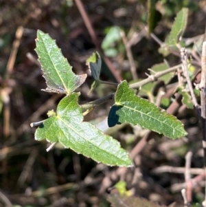 Pavonia hastata at Coombs, ACT - 11 Aug 2024