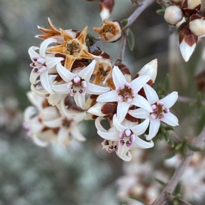 Cryptandra speciosa subsp. speciosa (Silky Cryptandra) at Coombs, ACT - 11 Aug 2024 by SteveBorkowskis