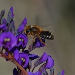 Trichocolletes orientalis (Colletid bee) at Hall, ACT - 11 Aug 2024 by Anna123