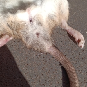 Rattus rattus at Florey, ACT - 11 Aug 2024