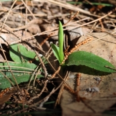 Pterostylis sp. (A Greenhood) at Moruya, NSW - 11 Aug 2024 by LisaH