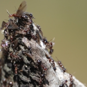 Papyrius sp. (genus) at Hall, ACT - suppressed