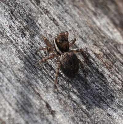 Salticidae (family) (Jumping spider) at Hall, ACT - 10 Aug 2024 by Anna123