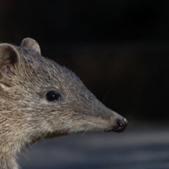 Isoodon obesulus obesulus (Southern Brown Bandicoot) at Paddys River, ACT - 11 Aug 2024 by rawshorty