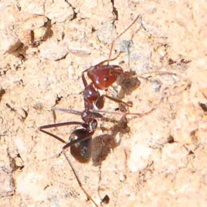 Iridomyrmex purpureus at Manton, NSW - 9 Aug 2024 11:55 AM