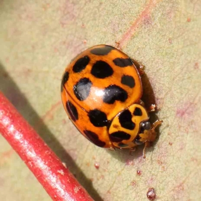 Harmonia conformis (Common Spotted Ladybird) at Manton, NSW - 9 Aug 2024 by ConBoekel