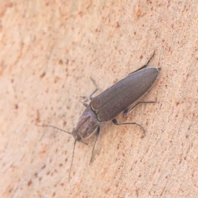 Crepidomenus sp. (genus) at Jerrawa, NSW - 9 Aug 2024 by ConBoekel