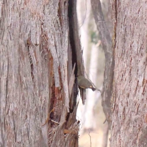 Acanthiza reguloides at Jerrawa, NSW - 9 Aug 2024