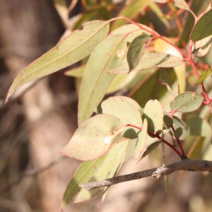 Eucalyptus nortonii at Manton, NSW - 9 Aug 2024 11:54 AM