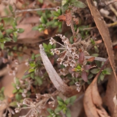 Pomax umbellata (A Pomax) at Jerrawa, NSW - 9 Aug 2024 by ConBoekel