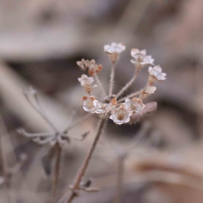 Pomax umbellata (A Pomax) at Jerrawa, NSW - 9 Aug 2024 by ConBoekel