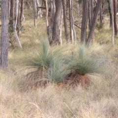 Xanthorrhoea glauca subsp. angustifolia (Grey Grass-tree) at Jerrawa, NSW - 9 Aug 2024 by ConBoekel