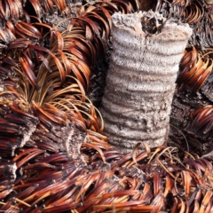 Xanthorrhoea glauca subsp. angustifolia at Jerrawa, NSW - suppressed