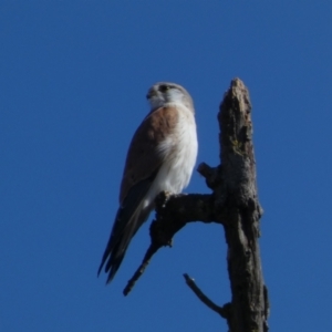 Falco cenchroides at Coombs, ACT - 11 Aug 2024