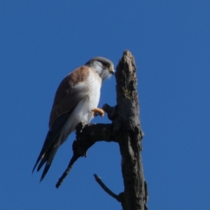 Falco cenchroides at Coombs, ACT - 11 Aug 2024