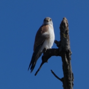 Falco cenchroides at Coombs, ACT - 11 Aug 2024