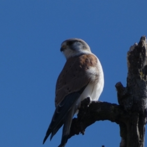 Falco cenchroides at Coombs, ACT - 11 Aug 2024 01:05 PM