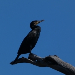 Phalacrocorax carbo (Great Cormorant) at Coombs, ACT - 11 Aug 2024 by SteveBorkowskis