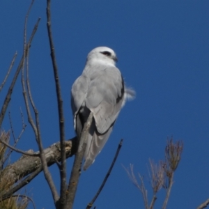 Elanus axillaris at Coombs, ACT - 11 Aug 2024