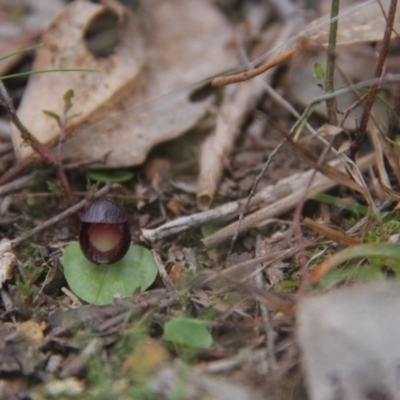 Corysanthes incurva (Slaty Helmet Orchid) at Aranda, ACT by BB23