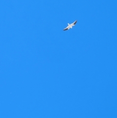 Elanus axillaris (Black-shouldered Kite) at Lawson, ACT - 11 Aug 2024 by mroseby