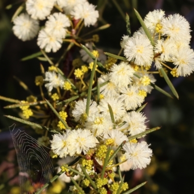 Acacia genistifolia (Early Wattle) at Wodonga, VIC - 11 Aug 2024 by KylieWaldon