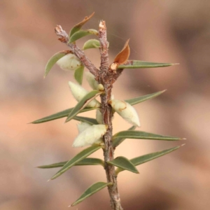 Melichrus urceolatus at Jerrawa, NSW - 9 Aug 2024