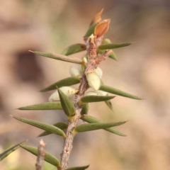 Melichrus urceolatus at Jerrawa, NSW - 9 Aug 2024