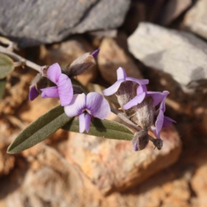 Hovea heterophylla at Jerrawa, NSW - 9 Aug 2024