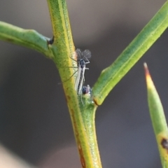 Chironomidae (family) (Non-biting Midge) at Wodonga, VIC - 10 Aug 2024 by KylieWaldon