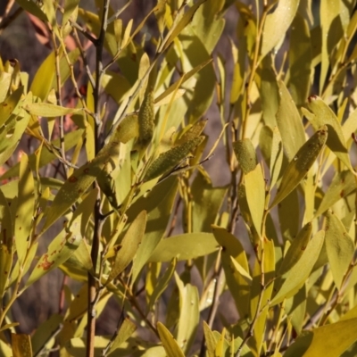 Acacia melanoxylon (Blackwood) at Wodonga, VIC - 11 Aug 2024 by KylieWaldon