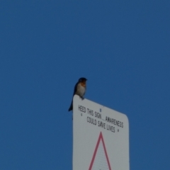 Hirundo neoxena (Welcome Swallow) at Coombs, ACT - 11 Aug 2024 by SteveBorkowskis