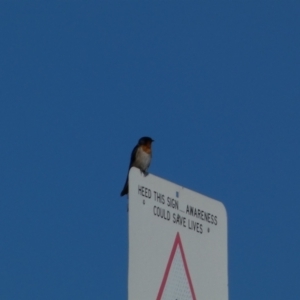 Hirundo neoxena at Coombs, ACT - 11 Aug 2024 02:15 PM