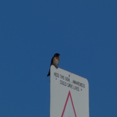 Hirundo neoxena (Welcome Swallow) at Coombs, ACT - 11 Aug 2024 by SteveBorkowskis