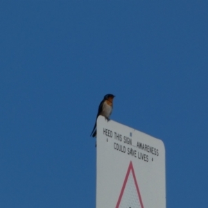 Hirundo neoxena at Coombs, ACT - 11 Aug 2024