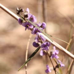 Hovea heterophylla (Common Hovea) at Jerrawa, NSW - 9 Aug 2024 by ConBoekel