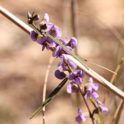 Hovea heterophylla (Common Hovea) at Jerrawa, NSW - 9 Aug 2024 by ConBoekel