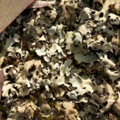 Unverified Lichen at Jerrawa, NSW - 9 Aug 2024 by ConBoekel